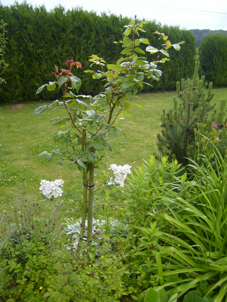 Tout simplement le porte-greffe en fleurs
