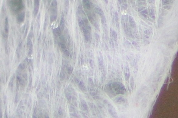 quizz macro été 0507.JPG