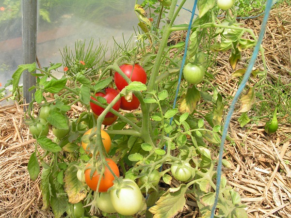 islandaise plant1_0507_1.JPG