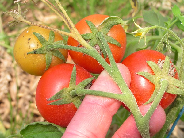 islandaise plant1_0507_2.JPG