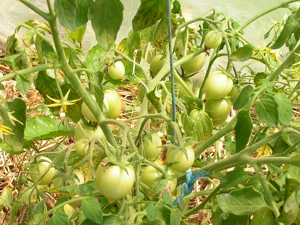 islandaise plant2_0507.JPG