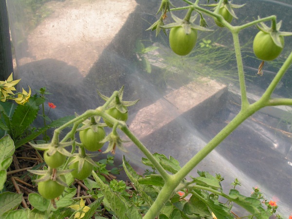 Baxter's Early Bush Cherry