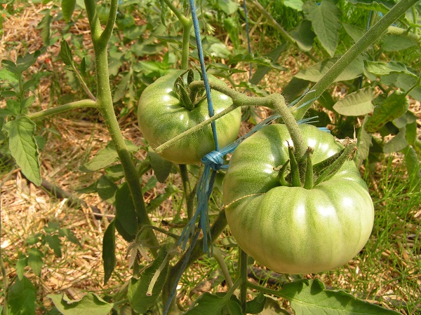 Malakhitovaya Shkatulka