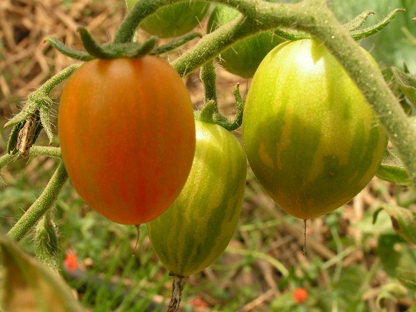 Tiger Tom ( bouquet non conforme ! )