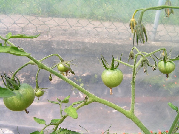 Zao Que Zhuan Fan Que