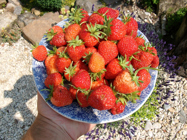 fraises_01.jpg