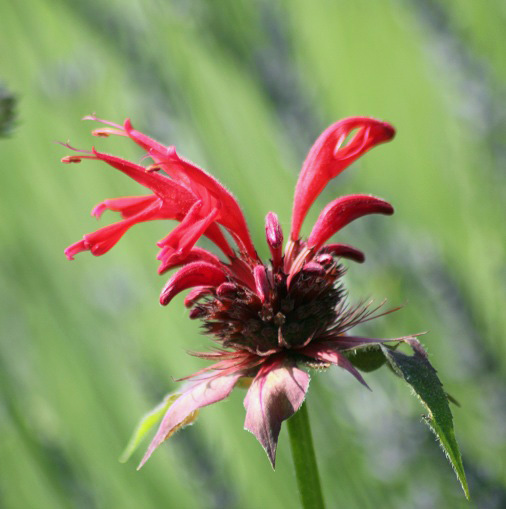 monarde 1107.JPG