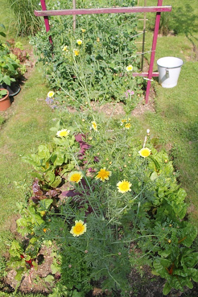 chrysantheme 0707.JPG