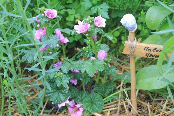 mauve 2306.JPG