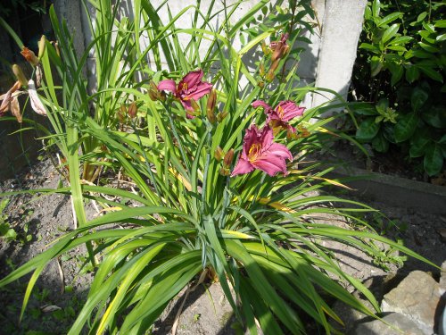 hemerocallis2.JPG