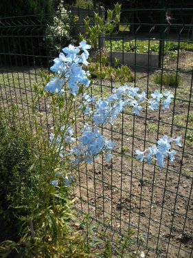 pied d'alouette.JPG