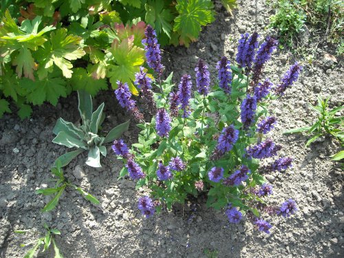 salvia2.JPG