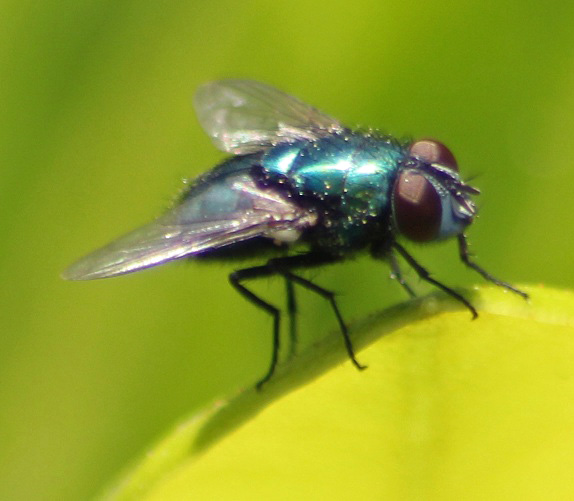 lucilia sericata.JPG