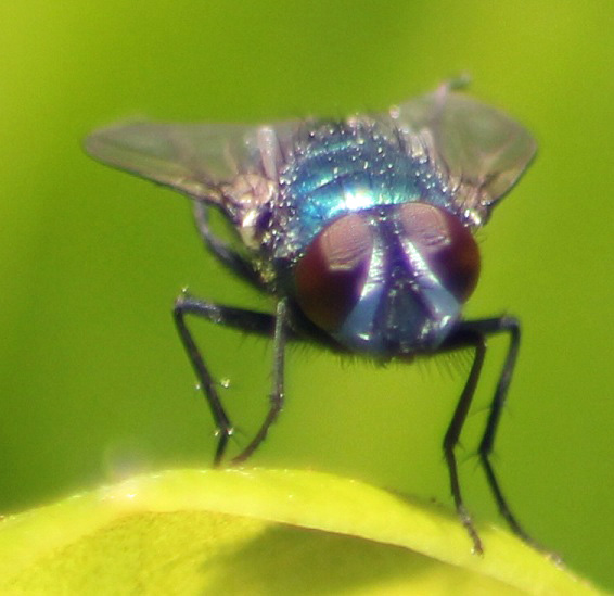 lucilia sericata 0707.JPG