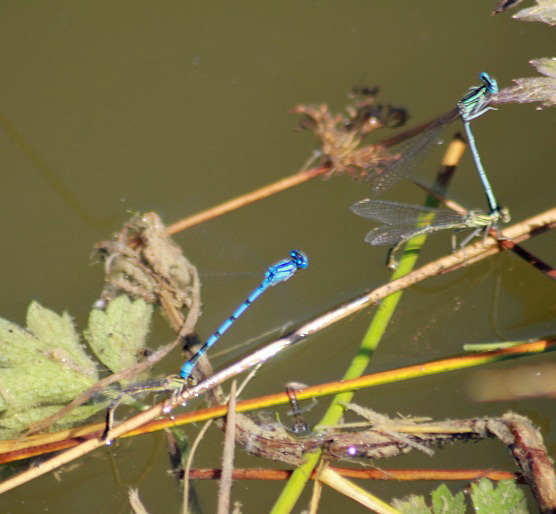 agrion couples 1507.JPG