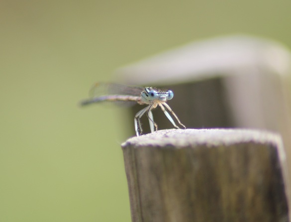 agrion 1507.JPG