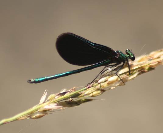 calopterix virgo 1507.JPG