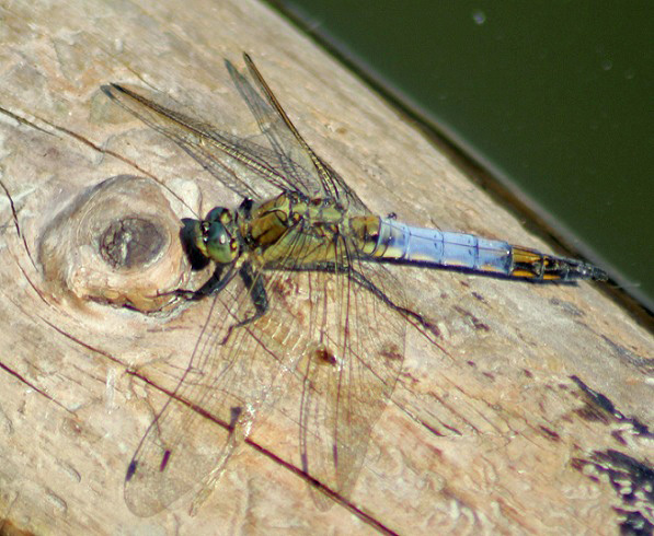 libellule deprimee 1507.JPG