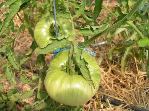 Malakhitovaya Shkatulka