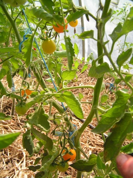 Peacevine ( non conforme )