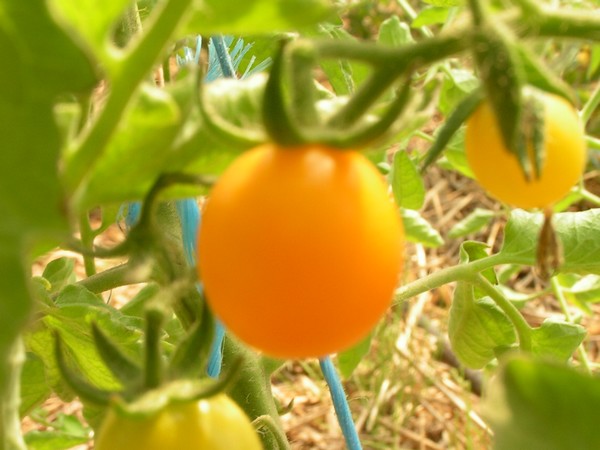 Peacevine ( non conforme )