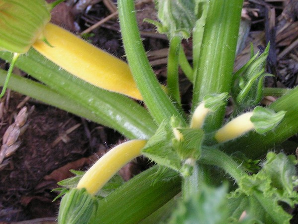 Courgette Orelia F1