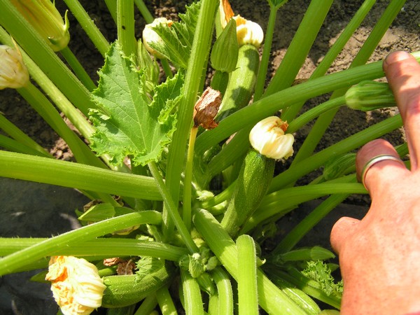 Courgette Verte Non Coureuse des Maraîchers (plant n° 2 )