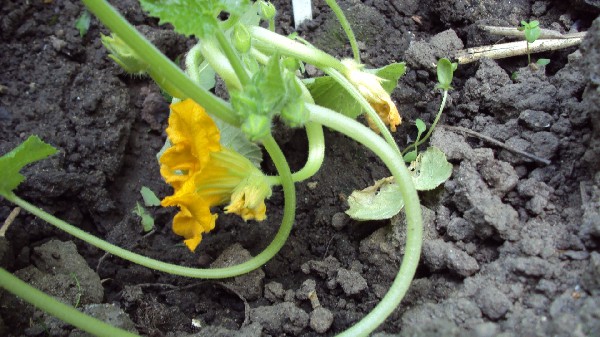 Fleur_courgette_180610.JPG