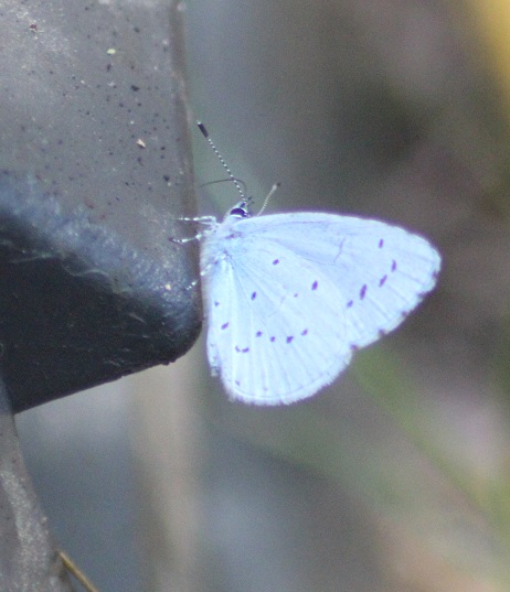 azure juvenile 2007.JPG