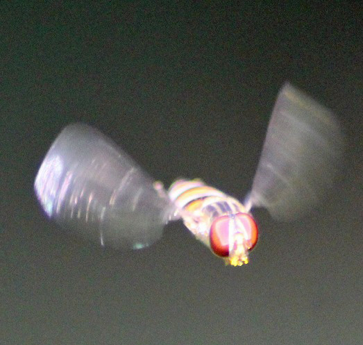 syrphe vol 2007.JPG