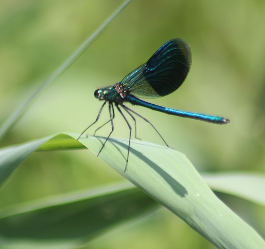 calopterix splendens.JPG