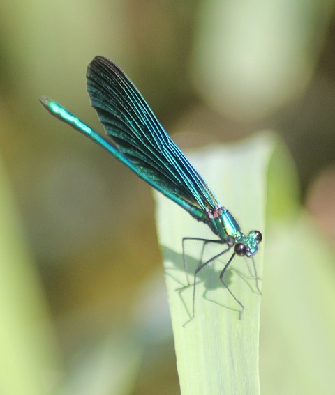 calopterix virgo.JPG