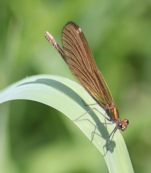 demoiselle femelle.JPG