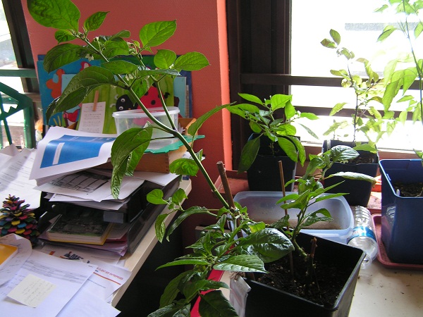 bureau tsy lany ny dimy lahy_0507_1.JPG