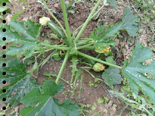 les courges maison (photo de ?juin)
