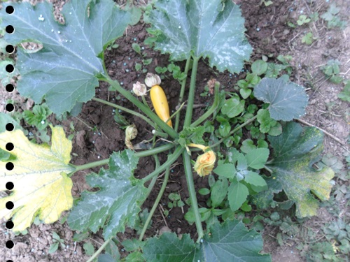 les courges jaunes qui proviennent encore des graines offertes par Marika en 2010