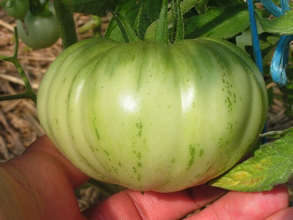 marmande de montpellier_0108.JPG