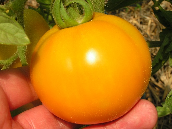 Pomme d'Or