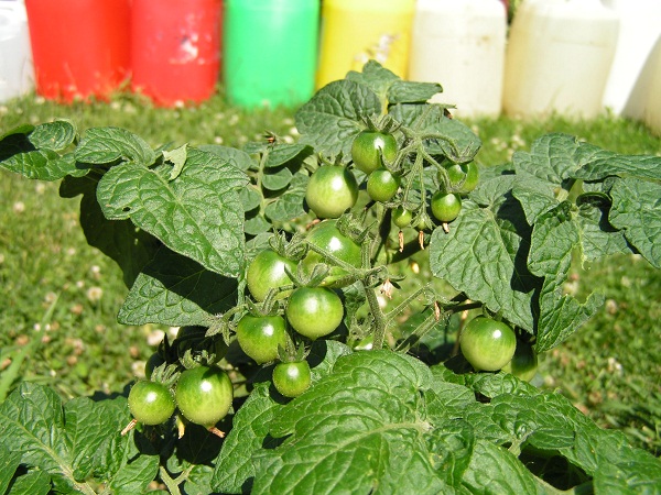 Artic Cherry