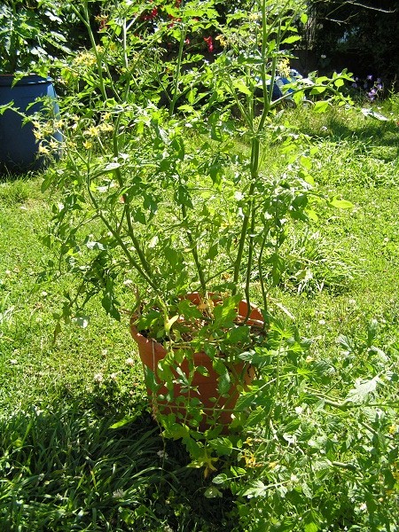 Rose Quartz Multiflora