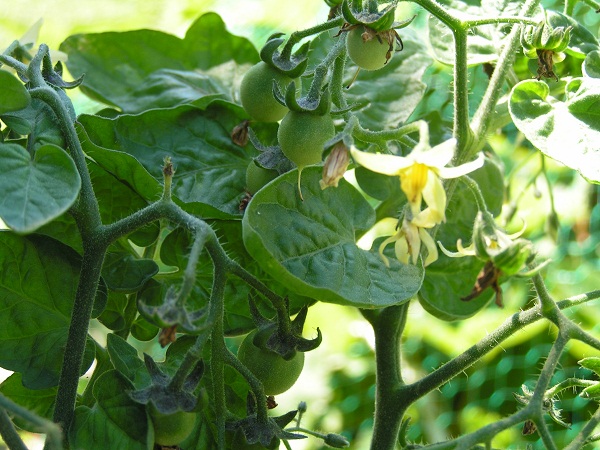 Yellow Pigmy