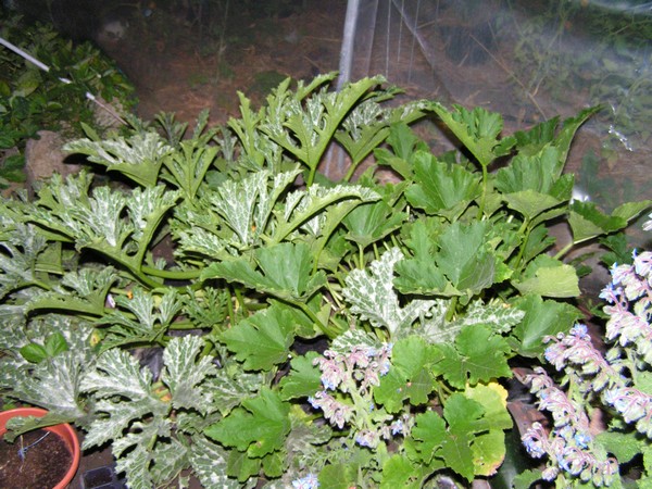 courgettes