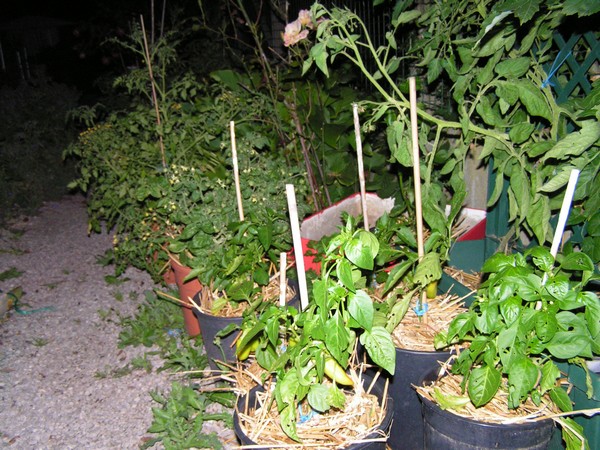 tomates et poivrons/piments en pot