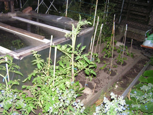 Tomates en extérieur