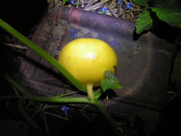 Potiron Jaune Gros de Paris