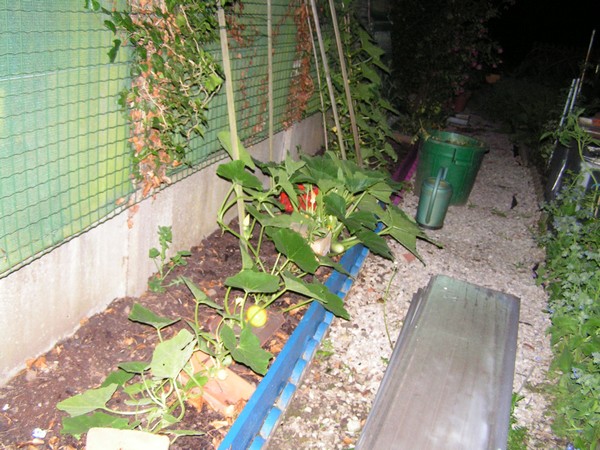 Potimarron et courge