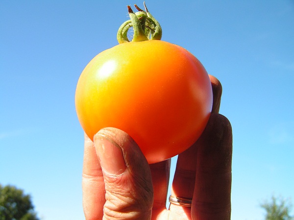 Pomme d'Or