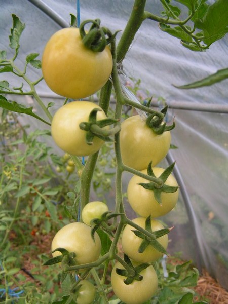 Harvest Of Health