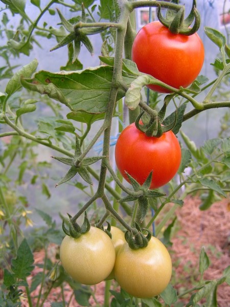 Harvest Of Health