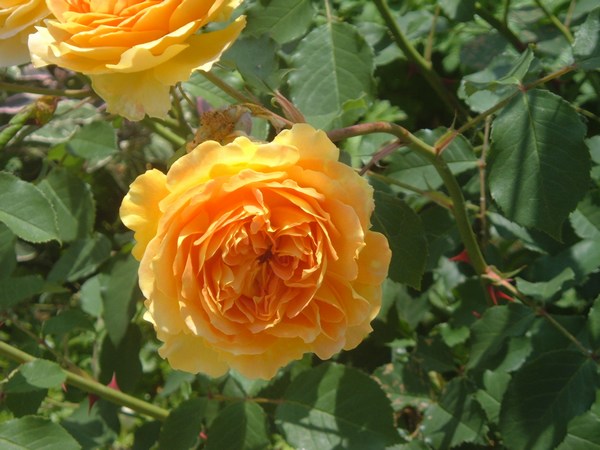 Molineux toujours fleuri jamais malade